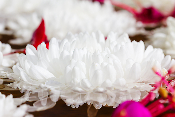 포토 JPG 해외이미지 식물 꽃 꽃무늬 자연 국화 사람없음 장식 봄 흰색 축하 개화 순수 묘사 기회 데이지 거베라 내추럴 제안 해외202004 해외포토 계절 컬러 컨셉 무늬 생태계 파일형식 이미지허브