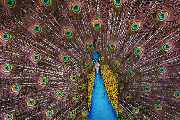 포토 JPG 해외이미지 동물 남자 야생동물 백그라운드 패턴 자연 조류 사람없음 장식 초록색 파란색 컬러풀 머리 활발 펼침 의식 우아함 공작 깃털 묘사 즐거움 질감 꼬리 부리 번짐 보여주기 동물상 터키석 해외202004 해외포토 감정 컬러 컨셉 무늬 모션 사람 신체부위 조형물 보석 생태계 파일형식 효과 이미지허브