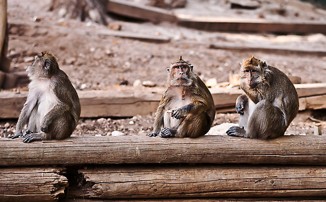 포토 JPG 해외이미지 동물 응시 여자 아시아 야생동물 조각 포유류 태국 엄마 이끼 앉기 사람없음 원숭이 숲 꼬리 신성 유인원 파멸 해외202004 해외포토 시선 나라 컨셉 가족 모션 사람 파일형식 소멸 이미지허브