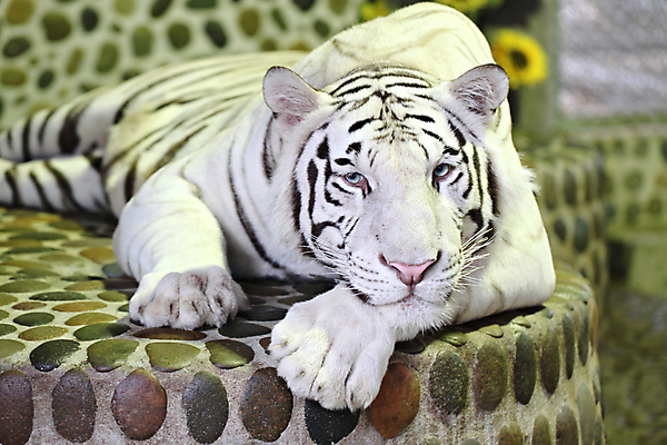 포토 JPG 해외이미지 주간 한마리 야생동물 엎드리기 동물원 사람없음 야외 아웃포커스 맹수 백호 해외202004 해외포토 자연요소 동물 1 모션 촬영기법 호랑이 파일형식 사방신 이미지허브