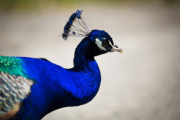 포토 JPG 해외이미지 동물 1 남자 야생동물 여행 백그라운드 패턴 오렌지 자연 조류 왕관 동물원 서기 사람없음 야외 가로 초록색 파란색 컬러풀 머리 활발 화려 우아함 공작 인도인 깃털 묘사 꼬리 부리 목 보여주기 꿩 멀티 터키석 해외202004 해외포토 외국인 컬러 컨셉 무늬 과일 모션 사람 동양인 신체부위 보석 생태계 파일형식 이미지허브