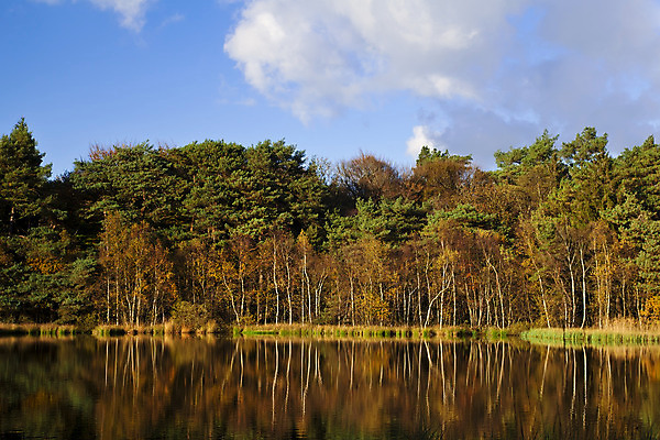 포토 JPG 해외이미지 나무 식물 구름 계절 호수 오렌지 자연 하늘 표면 날씨 풍경 사람없음 야외 초록색 물 파란색 반사 노란색 성장 가을 시골 연못 소나무 숲 네덜란드 내추럴 해외202004 해외포토 자연요소 유럽 컬러 과일 생태계 파일형식 이미지허브