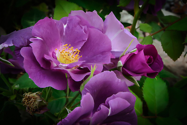 포토 JPG 해외이미지 식물 꽃 분홍색 잎 자연 사람없음 야외 여름 컬러풀 정원 보라색 벚꽃 축하 신선 개화 자주색 야광 내추럴 해외202004 해외포토 계절 컬러 컨셉 빛 생태계 파일형식 이미지허브