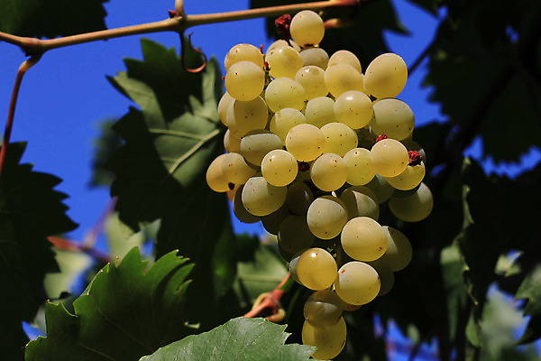 포토 JPG 해외이미지 식물 계절 잎 밭 농업 자연 하늘 포도 풍경 사람없음 야외 초록색 여름 태양 농장 노란색 일출 계곡 일몰 수확 성장 가을 시골 신선 포도밭 포도나무 강렬 양조장 해외202004 해외포토 자연요소 산업 컬러 과일 노을 과일나무 생태계 파일형식 이미지허브