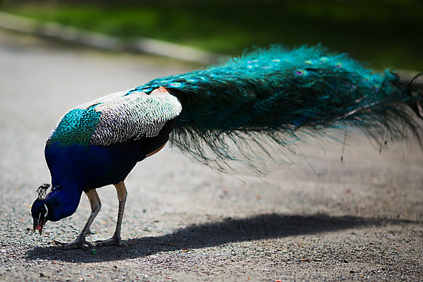 포토 JPG 해외이미지 동물 1 남자 야생동물 여행 백그라운드 패턴 오렌지 자연 조류 왕관 동물원 서기 사람없음 야외 가로 초록색 파란색 컬러풀 머리 활발 화려 우아함 공작 인도인 깃털 묘사 꼬리 부리 목 보여주기 꿩 멀티 터키석 해외202004 해외포토 외국인 컬러 컨셉 무늬 과일 모션 사람 동양인 신체부위 보석 생태계 파일형식 이미지허브