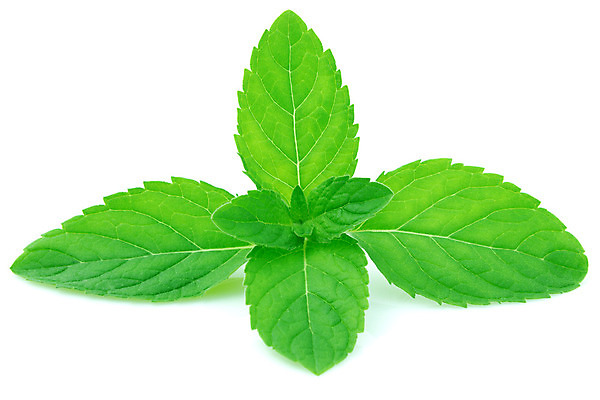 포토 JPG 해외이미지 식물 백그라운드 잎 채소 재료 자연 건강 사람없음 약 우주 수확 나뭇가지 시골 신선 고명 양념 맛 약초 다발 민트 허브 향신료 묘사 유기농 날것 향기 냄새 아로마 향 아로마테라피 내추럴 고립 모히토 평야 해외202004 스피아민트 해외포토 나무 웰빙 컨셉 농업 의학 칵테일 풀_식물 생태계 테라피 향미료 파일형식 이미지허브