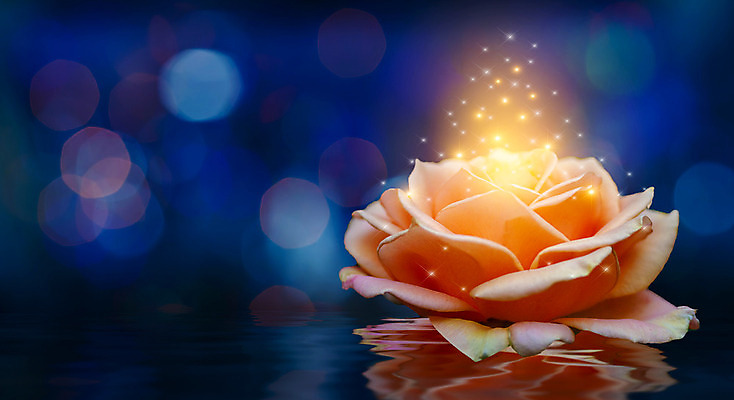 포토 JPG 해외이미지 식물 꽃잎 꽃 꽃다발 백그라운드 잎 꽃무늬 오렌지 자연 발렌타인데이 선물 사랑 사람없음 장식 초록색 물 여름 빛 컬러풀 장미 노란색 우주 정원 봄 벚꽃 흰색 신선 황금 닫기 배열 묘사 보케 부드러움 해외202004 해외포토 자연요소 계절 감정 컬러 무늬 과일 모션 데이이벤트 감각 생태계 파일형식 이미지허브