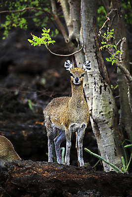포토 JPG 해외이미지 동물 한마리 야생동물 여행 포유류 아프리카 자연 휴가 건조 국립공원 사람없음 야외 가로 관광지 사파리 영양 케냐 가젤 나미비아 랜드마크 사바나 초식 평야 2017년 해외202004 해외포토 1 공원 나라 연도 생태계 남아프리카 파일형식 이미지허브