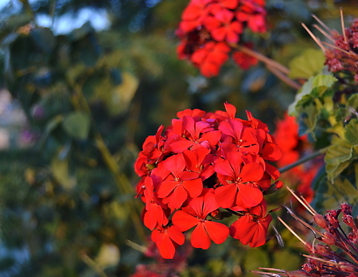 포토 JPG 해외이미지 식물 계절 꽃잎 꽃 줄기 분홍색 백그라운드 잎 꽃무늬 밭 농업 오렌지 자연 하늘 아침 사랑 풍경 사람없음 야외 빨간색 초록색 여름 파란색 빛 컬러풀 햇빛 태양 노란색 정원 침묵 봄 활발 벚꽃 저녁 장면 양귀비 내추럴 무한 해외202004 해외포토 주간 자연요소 감정 산업 컬러 컨셉 무늬 과일 소리 야간 생태계 파일형식 이미지허브