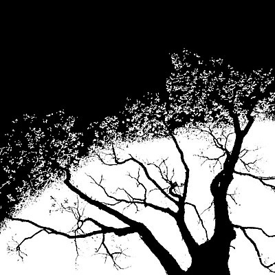 포토 JPG 해외이미지 나무 실루엣 백그라운드 잎 꽃무늬 자연 아침 아이디어 사랑 풍경 사람없음 일출 환경 힘 침묵 황혼 일몰 봄 성장 나뭇가지 시골 화려 큼 대표 땅 언덕 그림 장면 지역 질서 거인 개발 복잡 수목 옛날 세련 부족함 해외202004 해외포토 주간 식물 계절 꽃 감정 컨셉 무늬 촬영기법 노을 소리 예절 크기 생태계 파일형식 이미지허브