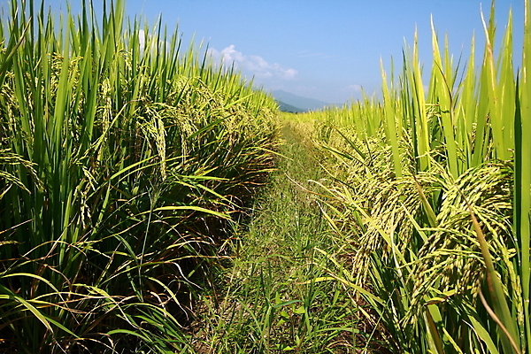포토 JPG 해외이미지 식물 아시아 지구 음식 줄기 백그라운드 잎 밭 농업 자연 하늘 밥 씨앗 사람없음 초록색 파란색 농작물 농장 농경지 환경 수확 가을 칼날 낟알 시리얼 유기농 원예 알맹이 먼지 최초 밭일 숙성 해외202004 해외포토 웰빙 계절 나라 산업 컬러 취미 생태계 파일형식 이미지허브