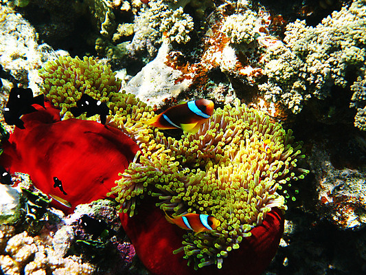 포토 JPG 해외이미지 동물 야생동물 바다 아프리카 자연 휴가 휴식 바닥 이집트 어류 사람없음 물 여름 수중 수영 독약 수비 스노클링 산호 보호 다이빙 암초 발견 깊이 동물상 아네모네 이국적 해외202004 해외포토 자연요소 계절 꽃 나라 컨셉 모션 조형물 수중동물 수상스포츠 자포동물 생태계 수중스포츠 파일형식 이미지허브