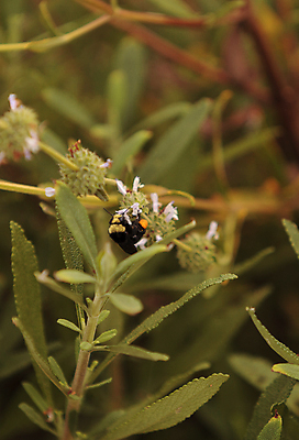 포토 JPG 해외이미지 꽃 곤충 자연 사람없음 노란색 정원 검은색 봄 캘리포니아 꽃가루 서쪽 호박벌 해외202004 해외포토 식물 동물 계절 컬러 미국 벌_곤충 가루 방향 생태계 파일형식 이미지허브