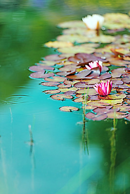 포토 JPG 해외이미지 식물 꽃 호수 분홍색 잎 자연 노르웨이 연꽃 사람없음 야외 빨간색 초록색 물 여름 반사 정원 들꽃 벚꽃 연못 백합 당구 내추럴 오슬로 해외202004 해외포토 자연요소 계절 유럽 컬러 구기 생태계 파일형식 이미지허브