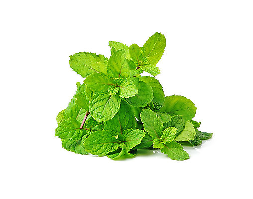 포토 JPG 해외이미지 식물 음식 백그라운드 잎 재료 자연 건강 사람없음 초록색 약 정원 흰색 신선 민트 허브 향신료 오브젝트 원예 향기 아로마 후추 내추럴 고립 해외202004 스피아민트 해외포토 컬러 의학 취미 생태계 냄새 향미료 파일형식 이미지허브