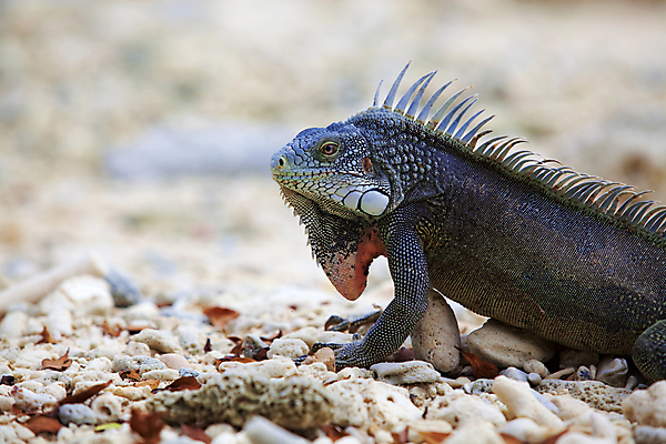 포토 JPG 해외이미지 동물 공원 야생동물 섬 여행 파충류 자연 하늘 휴가 생물 국립공원 사람없음 옆모습 초록색 물 파란색 반려동물 흰색 언덕 네덜란드 도마뱀 이구아나 석호 초식 해외202004 해외포토 자연요소 공공시설 유럽 뷰포인트 컬러 생태계 파일형식 이미지허브