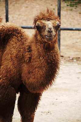 포토 JPG 해외이미지 동물 응시 여자 교육 남자 야생동물 백그라운드 포유류 자연 동물원 사람없음 갈색 사막 우유 추위 아기 작음 시원함 낙타 단봉낙타 수유 해외202004 해외포토 시선 컬러 유제품 사람 크기 생태계 파일형식 이미지허브
