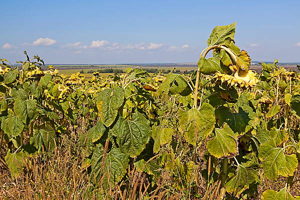 포토 JPG 해외이미지 식물 꽃잎 꽃 백그라운드 자연 해바라기 씨앗 사람없음 여름 노란색 그림 해외202004 해외포토 계절 컬러 생태계 파일형식 이미지허브