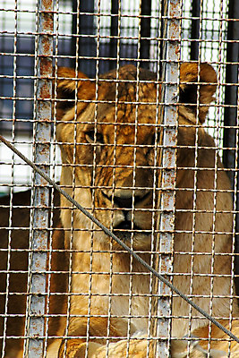 포토 JPG 해외이미지 동물 공원 남자 얼굴 야생동물 여행 신체 포유류 아프리카 자연 털 사람없음 야외 여름 머리 고양이 위험 사자 큼 왕 육식동물 새장 사냥꾼 사자자리 솜털 해외202004 해외포토 직업 계절 공공시설 나라 컨셉 사람 신체부위 반려동물 별자리 크기 생태계 케이지 파일형식 이미지허브
