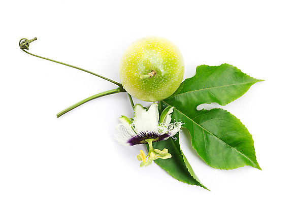 포토 JPG 해외이미지 식물 꽃잎 꽃 줄기 백그라운드 잎 꽃무늬 과일 자연 왕관 사람없음 빨간색 초록색 파란색 정원 보라색 벚꽃 흰색 약초 허브 열정 꽃가루 포도나무 고립 꽃수술 이국적 해외202004 해외포토 감정 컬러 무늬 풀_식물 가루 과일나무 생태계 파일형식 이미지허브