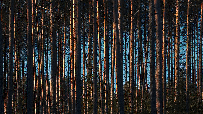 포토 JPG 해외이미지 나무 식물 계절 공원 여행 백그라운드 잎 자연 추상 산 안테나 핀란드 풍경 사람없음 야외 목재 초록색 여름 파란색 빛 컬러풀 햇빛 태양 환경 맑음 봄 성장 나뭇가지 소나무 황무지 정상 숲 질감 장면 내추럴 해외202004 해외포토 자연요소 공공시설 컬러 무늬 재료 통신 날씨 북유럽 생태계 파일형식 이미지허브