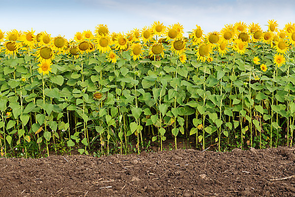 포토 JPG 해외이미지 식물 구름 꽃잎 꽃 잎 꽃무늬 패턴 밭 농업 오렌지 자연 하늘 해바라기 씨앗 풍경 사람없음 여름 파란색 농작물 컬러풀 햇빛 태양 노란색 정원 맑음 성장 벚꽃 시골 원형 개화 유기농 꽃가루 천국 내추럴 넘어짐 밭일 해외202004 해외포토 자연요소 도형 웰빙 계절 산업 컬러 무늬 과일 모션 날씨 가루 생태계 파일형식 이미지허브
