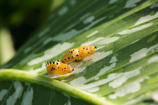 포토 JPG 해외이미지 동물 야생동물 나비 곤충 백그라운드 패턴 자연 사람없음 노란색 흰색 실 닫기 벌레 실크 순환 내추럴 해외202004 해외포토 컬러 무늬 모션 직물 생태계 파일형식 이미지허브