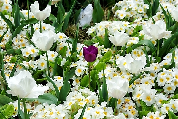 포토 JPG 해외이미지 꽃잎 꽃 백그라운드 잎 풍경 사람없음 빨간색 초록색 파란색 정원 보라색 검은색 어둠 봄 튤립 영원 해외202004 해외포토 식물 계절 컬러 파일형식 이미지허브