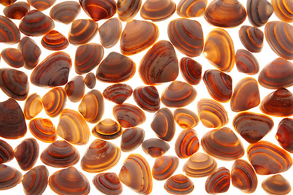 포토 JPG 해외이미지 모양 동물 디자인 음식 바다 과학 백그라운드 컨셉 패턴 자연 연체동물 주택 나선형 미술 사람없음 물 빛 세트 컬러풀 갈색 껍질 흰색 그룹 변화 황금 소라 큼 수집 오브젝트 싱글 질감 내추럴 고립 해외202004 해외포토 자연요소 컬러 무늬 문화예술 어패류 무척추동물 건물 크기 생태계 파일형식 이미지허브