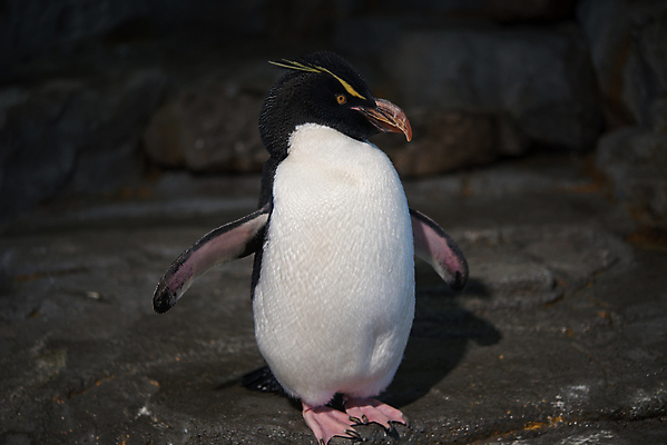 포토 JPG 해외이미지 동물 야생동물 바다 섬 백그라운드 자연 조류 사람없음 야외 빨간색 물 파란색 노란색 검은색 미국 추위 흰색 닫기 남극 펭귄 부리 대서양 남쪽 아르헨티나 해외202004 해외포토 자연요소 컬러 북아메리카 모션 남아메리카 극지방 방향 생태계 파일형식 이미지허브