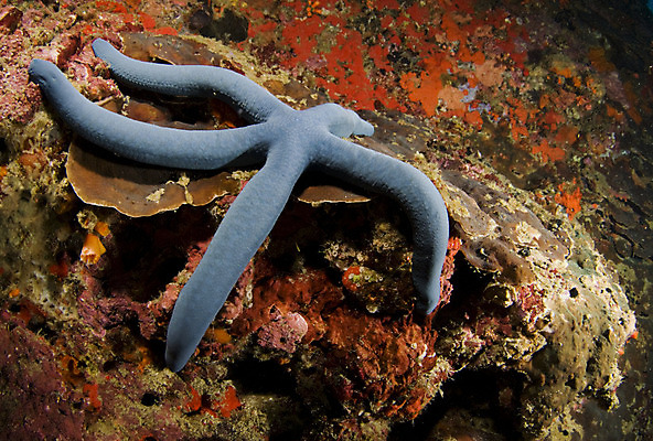 포토 JPG 해외이미지 동물 한마리 별 야생동물 바다 자연 불가사리 사람없음 물 파란색 수중 산호 닫기 소금 태평양 암초 소금물 해외202004 해외포토 자연요소 1 컬러 모션 극피동물 자포동물 생태계 파일형식 이미지허브