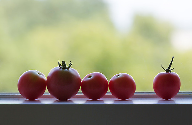 포토 JPG 해외이미지 선 음식 줄기 잎 토마토 채소 오렌지 창문 유리 주택 프레임 따뜻함 건강 사람없음 빨간색 초록색 빛 햇빛 태양 노란색 주방 정원 맑음 샐러드 신선 뜨거움 달콤 맛 먹기 묘사 질감 5 숙성 온실 줄서기 채식주의자 해외202004 해외포토 자연요소 식물 컬러 컨셉 과일 모션 재질 날씨 건물 숫자 채식 파일형식 이미지허브