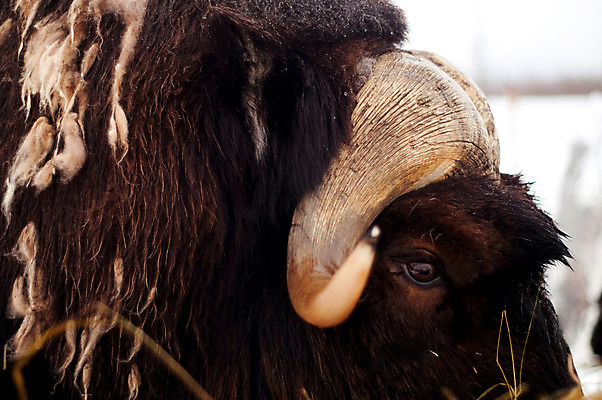 포토 JPG 해외이미지 동물 털 뿔 사람없음 야외 코트 닫기 피부 상아 숨김 해외202004 해외포토 컨셉 모션 신체부위 외투 파일형식 이미지허브
