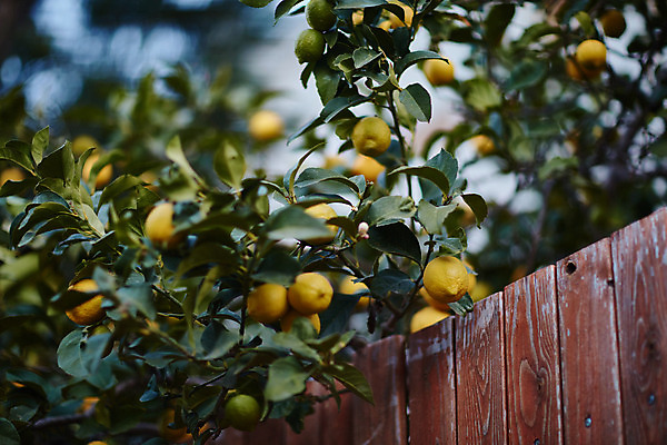 포토 JPG 해외이미지 나무 식물 선 음식 백그라운드 잎 농업 오렌지 과일 자연 귤 건강 사람없음 야외 목재 초록색 울타리 농장 환경 정원 맑음 놀람 주스 봄 수확 성장 신선 최고 달콤 숲 큼 과수원 지중해 레몬 유기농 치수 내추럴 숙성 이스라엘 많음 해외202004 해외포토 웰빙 계절 감정 산업 음료 바다 컬러 컨셉 재료 날씨 표정 담장 맛 크기 생태계 서아시아 파일형식 이미지허브