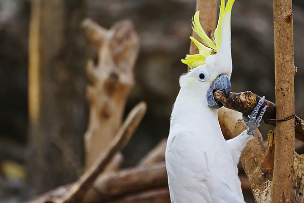 포토 JPG 해외이미지 동물 백그라운드 자연 조류 동물원 앉기 사람없음 목재 반려동물 노란색 흰색 나뭇가지 막대기 앵무새 내추럴 해외202004 해외포토 나무 컬러 재료 모션 생태계 파일형식 이미지허브