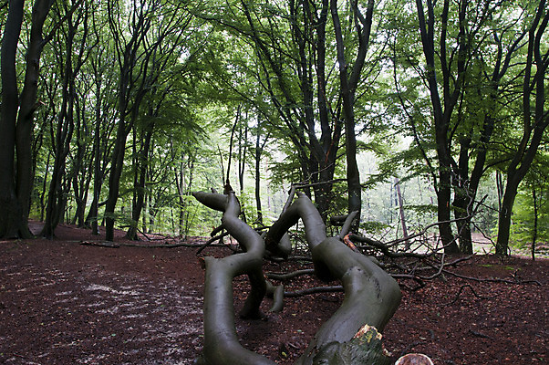 포토 JPG 해외이미지 나무 계절 공원 여행 백그라운드 자연 이끼 풍경 사람없음 빛 햇빛 태양 평화 일출 환경 맑음 일몰 하이킹 안개 광선 가을 나뭇가지 시골 소나무 황무지 숲 수분 땅 장면 내추럴 강렬 깊이 삼림지대 생태학 해외202004 해외포토 자연요소 식물 공공시설 교육 컨셉 레저 날씨 노을 생태계 파일형식 이미지허브