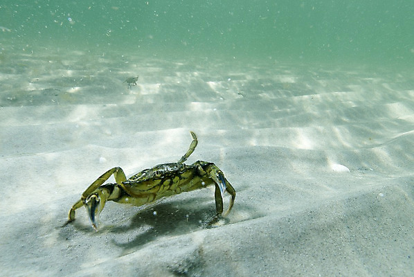 포토 JPG 해외이미지 동물 야생동물 모래 바다 신체 자연 낚시 조개 바닥 갑각류 사람없음 물 환경 수중 게 껍질 침대 닫기 가재 해산물 다이빙 수족관 내추럴 집게발 해외202004 해외포토 자연요소 가구 모션 레저 어패류 수영 생태계 수중스포츠 파일형식 이미지허브