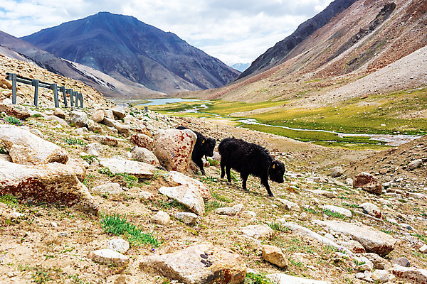 포토 JPG 해외이미지 동물 아시아 여행 자연 하늘 산 풍경 사람없음 물 관광지 바위 소 내추럴 해외202004 해외포토 자연요소 나라 포유류 돌_바위 생태계 파일형식 이미지허브