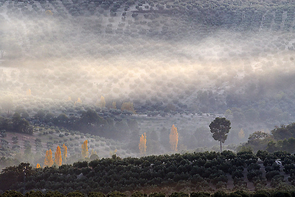 포토 JPG 해외이미지 나무 식물 전통 유럽 음식 여행 백그라운드 밭 농업 자연 하늘 아침 파노라마 풍경 사람없음 초록색 여름 햇빛 태양 농가 농장 농경지 일출 정원 일몰 봄 이탈리아 안개 나뭇가지 시골 지중해 그림 올리브 장면 내추럴 옛날 해외202004 해외포토 주간 자연요소 계절 열매 나라 산업 바다 컬러 날씨 촬영기법 노을 생태계 파일형식 이미지허브