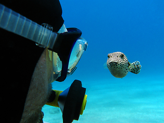 포토 JPG 해외이미지 동물 야생동물 모래 백그라운드 자연 휴가 이집트 어류 사람없음 물 파란색 컬러풀 수중 거품 달력 스노클링 잠수부 생태계 다이빙 홍해 깊이 소금물 해외202004 해외포토 자연요소 바다 컬러 아프리카 수영 수중동물 수상스포츠 전문직 수중스포츠 파일형식 이미지허브