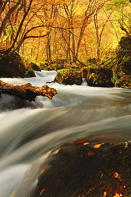 포토 JPG 해외이미지 나무 계절 공원 단풍 잎 오렌지 자연 이끼 풍경 사람없음 야외 컬러풀 일본 폭포 가을 바위 개울 강가 즐거움 해외202004 해외포토 식물 공공시설 감정 아시아 컬러 과일 강 돌_바위 생태계 파일형식 이미지허브