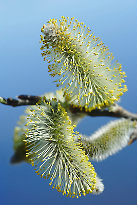 포토 JPG 해외이미지 나무 식물 꽃 자연 하늘 사람없음 파란색 노란색 머리카락 맑음 봄 성장 벚꽃 나뭇가지 열 개화 닫기 볏짚 은색 실크 버드나무 관목 묘사 파열 알레르기 천식 회복 해외202004 해외포토 계절 컬러 컨셉 모션 날씨 머리 직물 짚 질병 생태계 파일형식 이미지허브