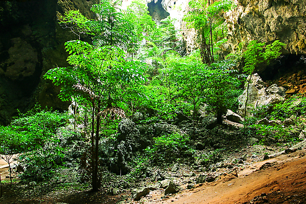 포토 JPG 해외이미지 나무 공원 아시아 여행 태국 자연 아침 산 동양인 사람없음 초록색 빛 햇빛 광선 동굴 황금 신비 유혹 아치 마법 지하 전국 해외202004 해외포토 주간 식물 공공시설 나라 컬러 컨셉 인종 태양 생태계 파일형식 이미지허브