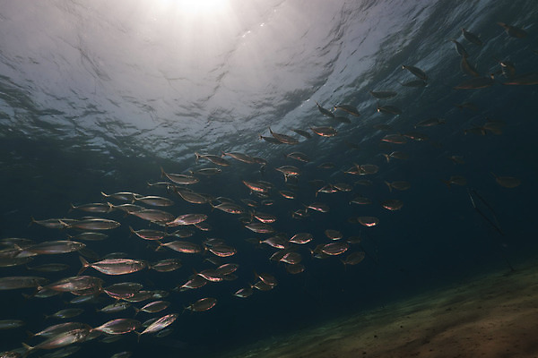 포토 JPG 해외이미지 식물 동물 모래 바다 백그라운드 자연 표면 어류 풍경 사람없음 물 파란색 컬러풀 햇빛 태양 바닷속 수중 광선 산호 아래 다이빙 장면 암초 고등어 깊이 소금물 이국적 침몰 파라다이스 해외202004 해외포토 자연요소 컬러 수영 수중동물 자포동물 방향 생태계 위치 수중스포츠 파일형식 이미지허브