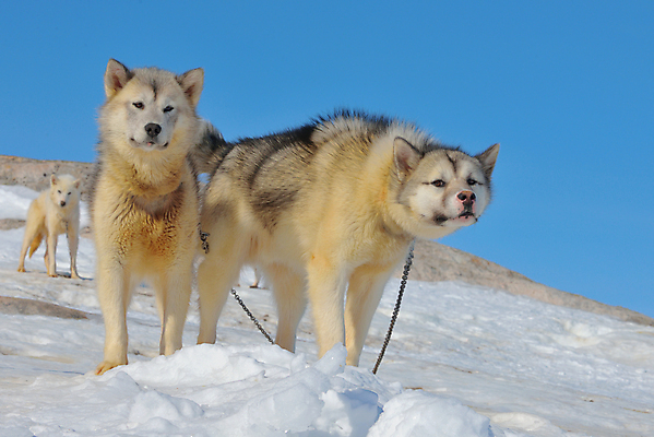 포토 JPG 해외이미지 동물 스포츠 여행 겨울 휴가 산 함께함 풍경 사람없음 달리기 냉동 얼음 봄 추위 흰색 작업 기다림 개 승차 북극 빙하 서리 썰매 북쪽 알래스카 그린란드 눈내림 환상 해외202004 해외포토 자연요소 계절 컬러 섬 컨셉 포유류 모션 눈_날씨 덴마크 미국 극지방 방향 파일형식 이미지허브