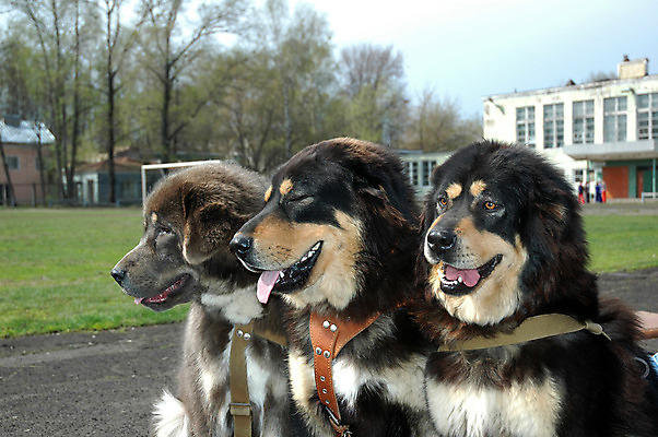 포토 JPG 해외이미지 동물 문화 포유류 가족 털 경비 사람없음 반려동물 갈색 머리 검은색 우정 구출 개 보호 큼 서비스 보안 솜털 주둥이 거인 송곳니 마스티프 총구 존경 해외202004 해외포토 컬러 컨셉 관계 안전 신체부위 친구 도움 치아 크기 파일형식 이미지허브