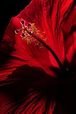 포토 JPG 해외이미지 스튜디오촬영 자연 사람없음 빨간색 히비스커스 해외202004 해외포토 꽃 컬러 실내 생태계 파일형식 이미지허브