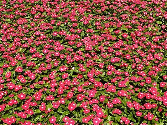 포토 JPG 해외이미지 식물 꽃잎 꽃 분홍색 꽃무늬 오렌지 자연 국화 사람없음 빨간색 여름 세트 컬러풀 장미 노란색 보라색 봄 활발 벚꽃 흰색 신선 개화 그룹 난초 변화 선택 백합 자르기 수집 달리아 제비꽃 묘사 코스모스 데이지 붓꽃 고립 섞기 아욱 많음 피튜니아 해외202004 해외포토 계절 컬러 컨셉 무늬 과일 모션 생태계 파일형식 이미지허브