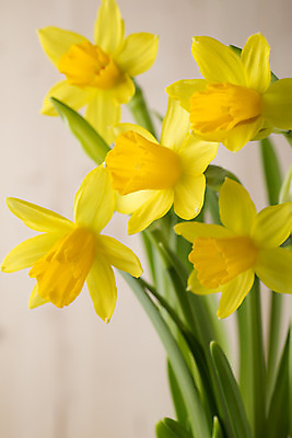 포토 JPG 해외이미지 꽃잎 꽃 꽃무늬 자연 부활절 사람없음 노란색 봄 성장 벚꽃 수선화 해외202004 해외포토 식물 계절 기념일 컬러 무늬 생태계 파일형식 이미지허브