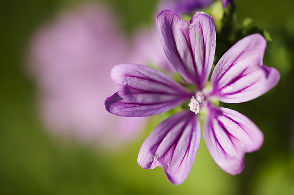 포토 JPG 해외이미지 식물 계절 꽃잎 꽃 백그라운드 꽃무늬 패턴 자연 사람없음 여름 컬러풀 정원 보라색 봄 신선 묘사 아욱 해외202004 해외포토 컬러 무늬 생태계 파일형식 이미지허브